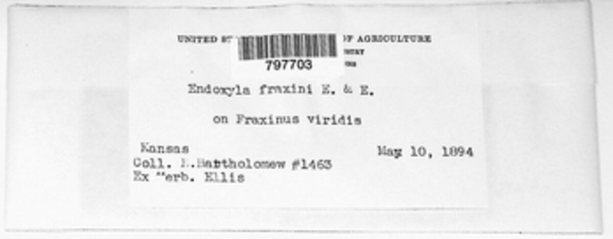 Endoxyla fraxini image